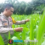 Bhabinkamtibmas Polsek Sebangki dan Poktan Sumber Rejeki Cek Perkembangan Tanaman Jagung