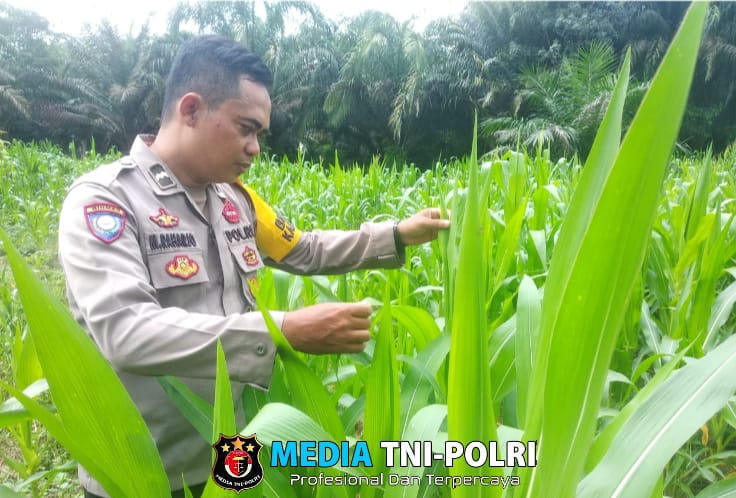 Bhabinkamtibmas Polsek Sebangki dan Poktan Sumber Rejeki Cek Perkembangan Tanaman Jagung