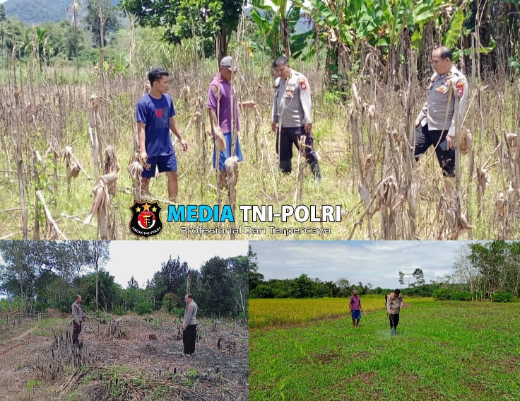 Dukung Ketahanan Pangan, Pamatwil Mempawah Hulu Pantau Penanaman Jagung dan Lahan Siap Tanam