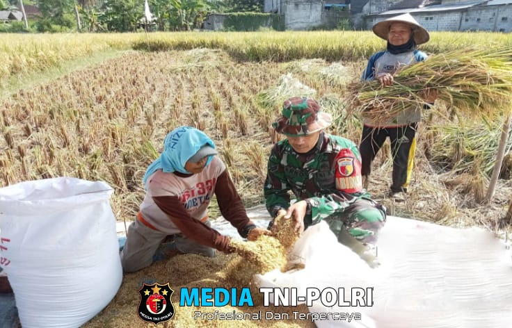 Babinsa Panggungrejo Lakukan Komsos dan Dampingi Petani Panen Padi