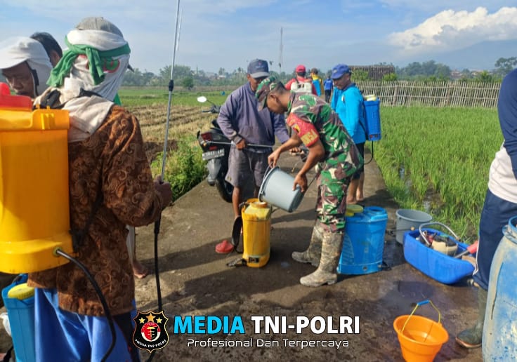 Gerdal Hama di Karangploso, Koramil 0818/Karangploso dan Petani Bergerak Lindungi Sawah dari Sundep dan Ulat