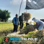 Babinsa Dampingi Tim Bulog dalam Rangka Penyerapan Gabah Petani