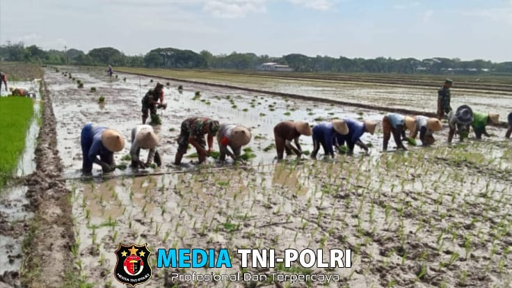 Babinsa Turun Sawah Mendampingi Petani Menuju Panen Raya