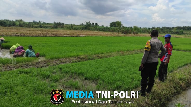 Bhabinkamtibmas Polsek Bubulan Hadir Dampingi Petani Dukung Program Ketahanan Pangan Nasional