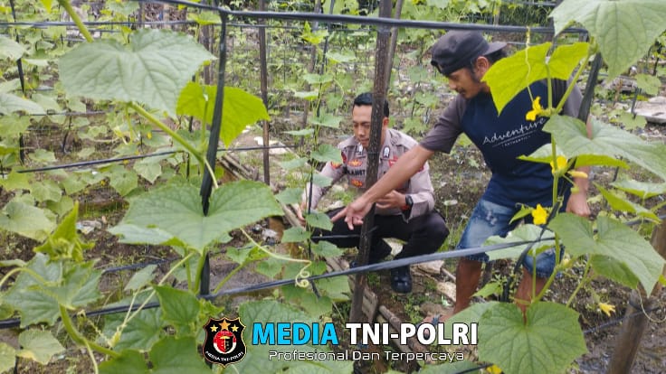 Polsek Menjalin Lakukan Perawatan Pekarangan Pangan Bergizi
