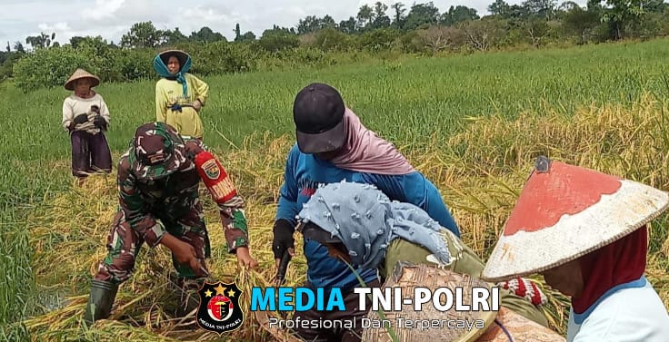 Babinsa Koramil 1705-01/Nabire Membantu Panen Padi Warga Babinsa Sampaikan Akan Selalu Dampingi Program Ketahanan Pangan