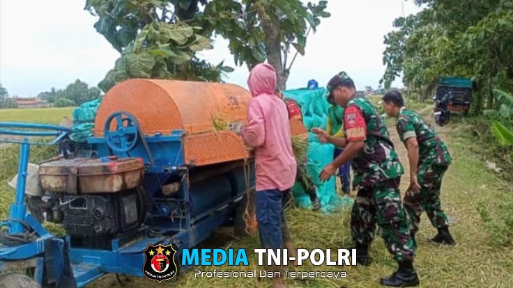Darmadi Turun Tangan Bantu Petani Panen Padi