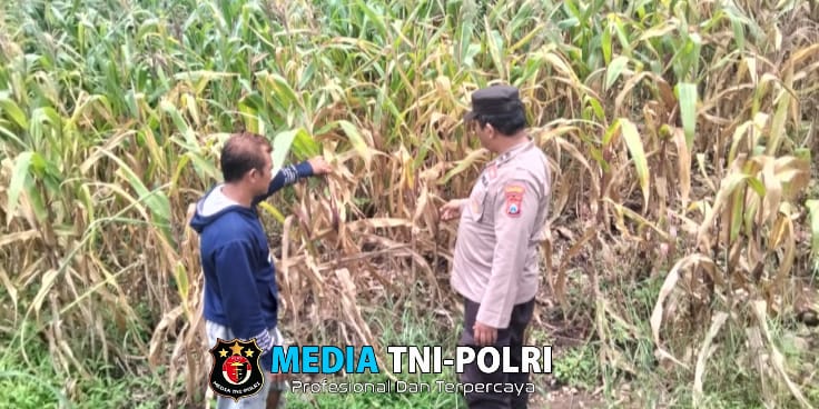 Polsek Gondang Dukung Ketahanan Pangan, Kanit Binmas Dampingi Petani Panen Jagung