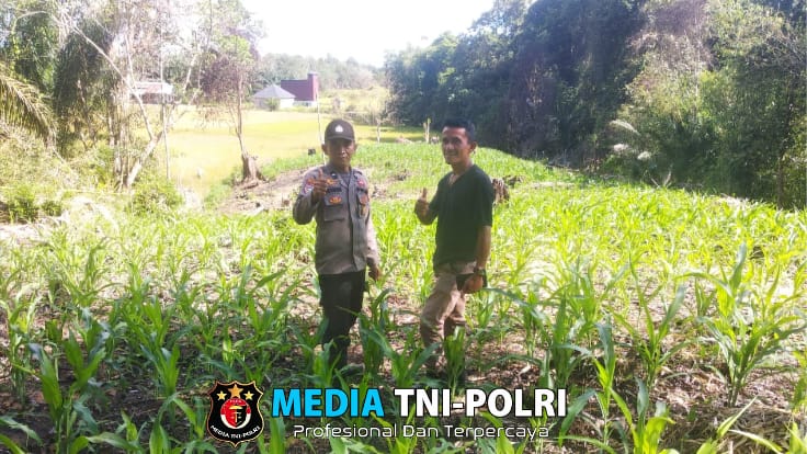 Bhabinkamtibmas dan Kanit Binmas Polsek Sebangki Tinjau Perkembangan Jagung Petani