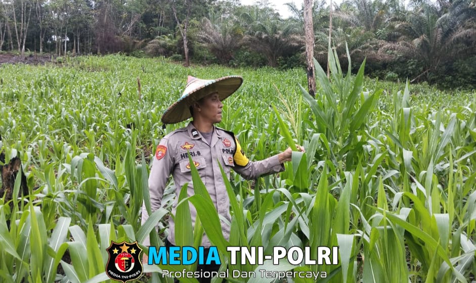 Dukung Ketahanan Pangan, Polsubsektor Jelimpo Tinjau Perkembangan Tanaman Jagung