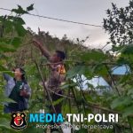 Dalam Rangka Mendukung Ketahanan Pangan Bintara Penggerak Desa Mandor Kiru Cek Pekarangan Pangan Bergizi