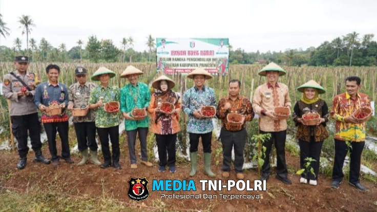 Panen Raya Cabai di Adiluwih, Bupati Pringsewu Dorong Program Peningkatan Produksi Pangan