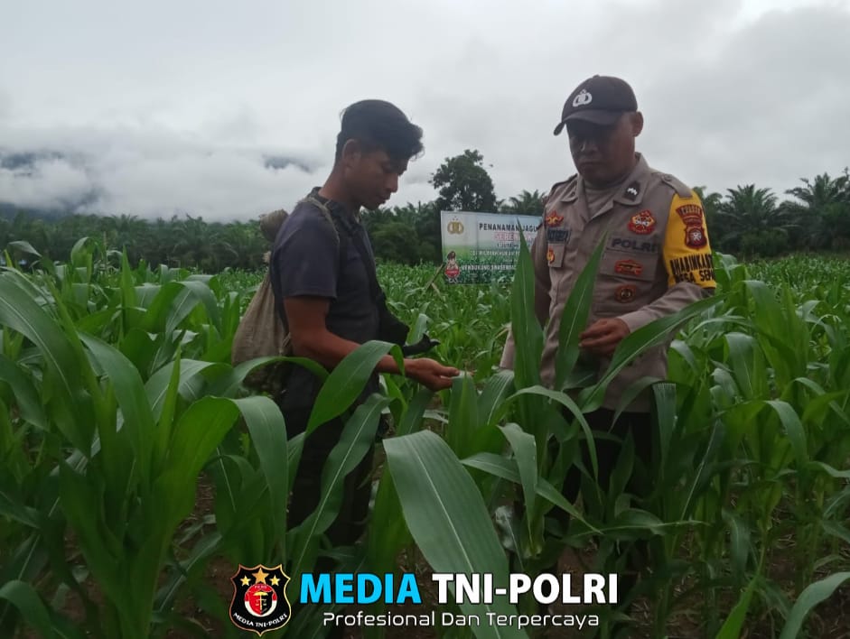 Bhabinkamtibmas Monitorong Tanaman Jagung di Lahan Ketahanan Pangan Poktan Tuah Talino Desa Sepangah
