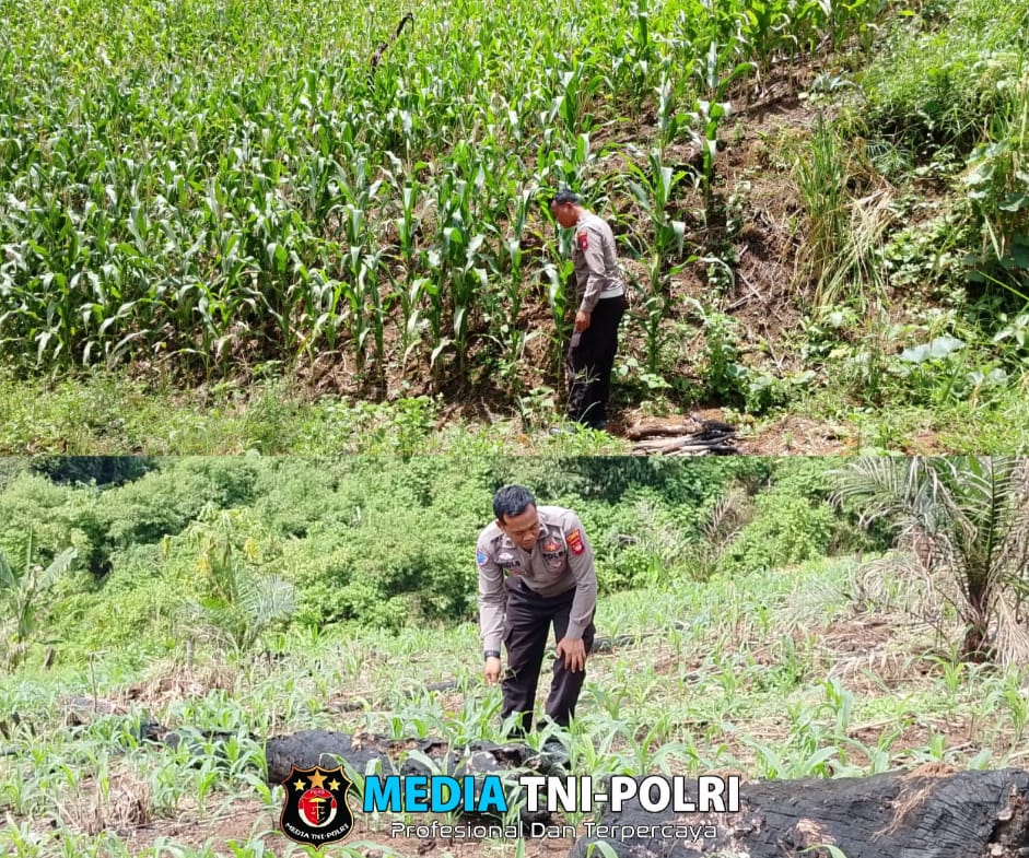 Polsek Mempawah Hulu Aktif Cek Pertumbuhan Jagung