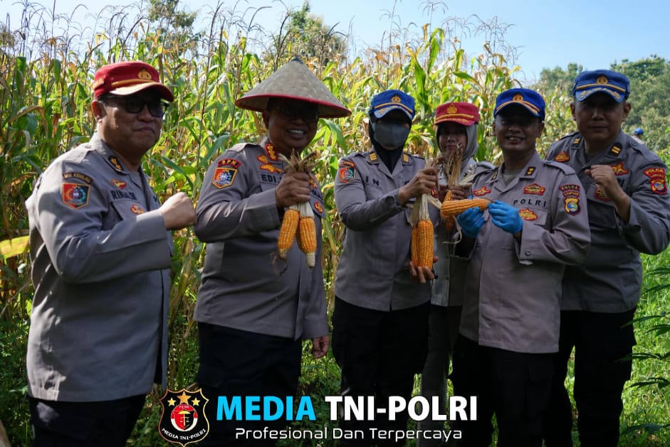 Polda Lampung dan Dinas Ketahanan Pangan Panen Jagung di SPN
