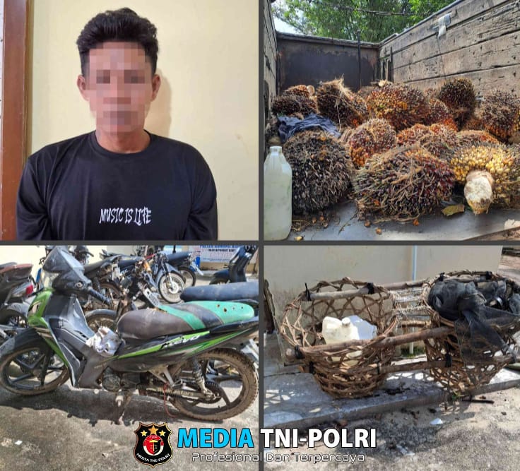 Diduga Dpo Pelaku Curi 102 Tandan Buah Kelapa Sawit Diamankan Polsek Gunung Agung
