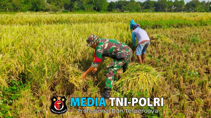 Sukseskan Ketahanan Pangan, Babinsa Bantu Petani Panen Padi