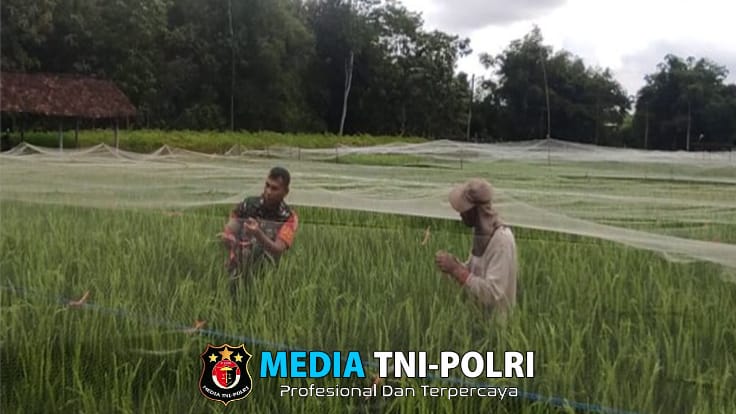 Lindungi Padi Dari Serangan Hama Burung, Babinsa Ngembul Bantu Petani Pasang Jaring
