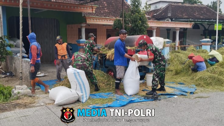 Babinsa Koramil Gesi Gotong Royong Bantu Panen Padi Warga