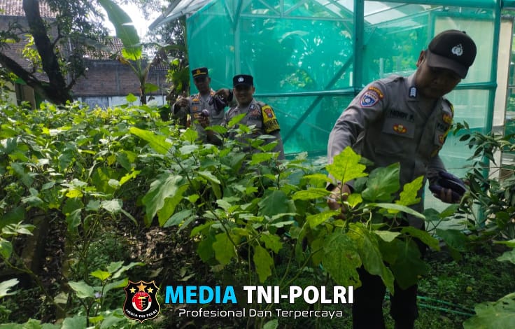 Polsek Bagor Dorong Ketahanan Pangan Lewat Sambang di Lahan P2L
