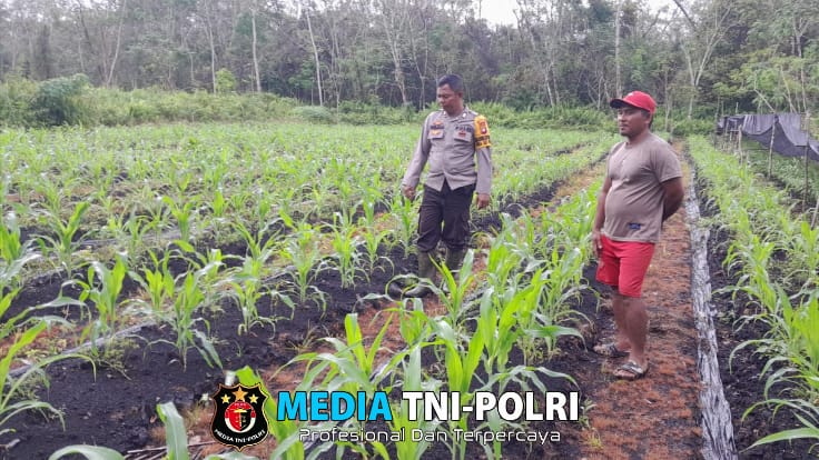 Sinergi Polisi dan Petani, Bhabinkamtibmas Polsek Sebangki Cek Tanaman Jagung Poktan Mekar Baru