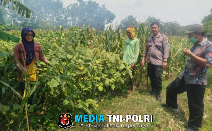 Dukung Ketahanan Pangan, Polsek Baron Pantau Pemanfaatan Lahan Pekarangan
