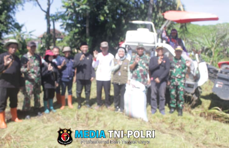 Kasdim 0825/Banyuwangi Pimpin Serapan Gabah Bersama Bulog dan Distan di Kecamatan Srono