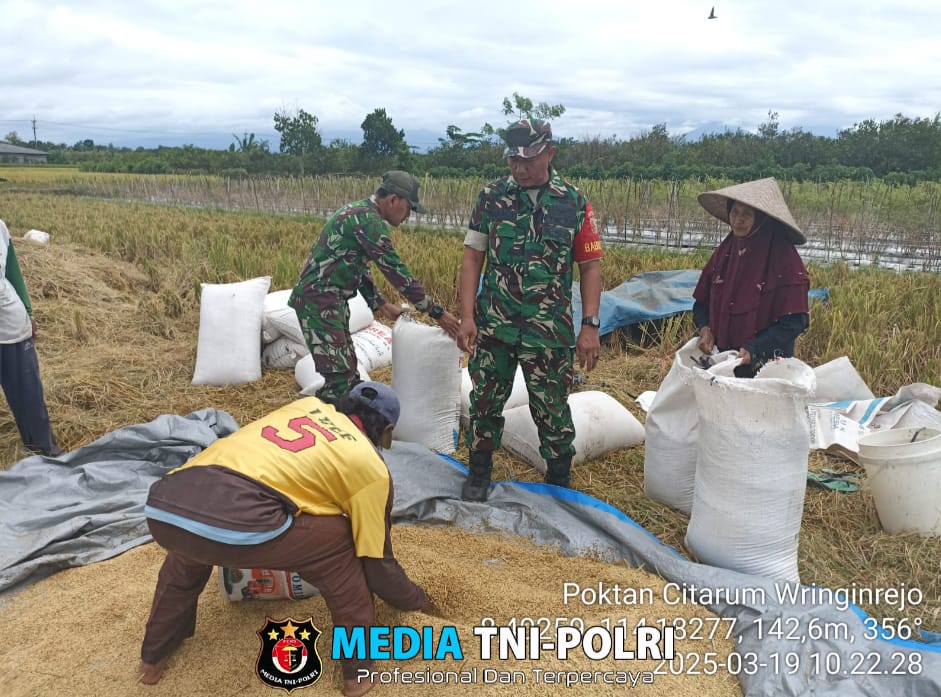 Pendampingan Babinsa Desa Kenjo dalam Panen Padi di Dusun Salakan Desa Kenjo