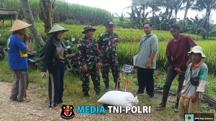 2 Ton Gabah Terserap, Pagak Panen Berkah: Sinergi Koramil Pagak,Petani dan Bulog Berhasil