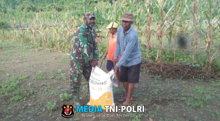 Babinsa Koramil 1705-03/Kwatisore Melaksanakan Kegiatan Pembagian Pupuk Bagi Petani Ketahanan Pangan di Wilayah Binaan