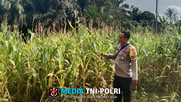 Pastikan Pertumbuhan Optimal, Kanit Binmas dan Bhabinkamtibmas Cek Tanaman Jagung