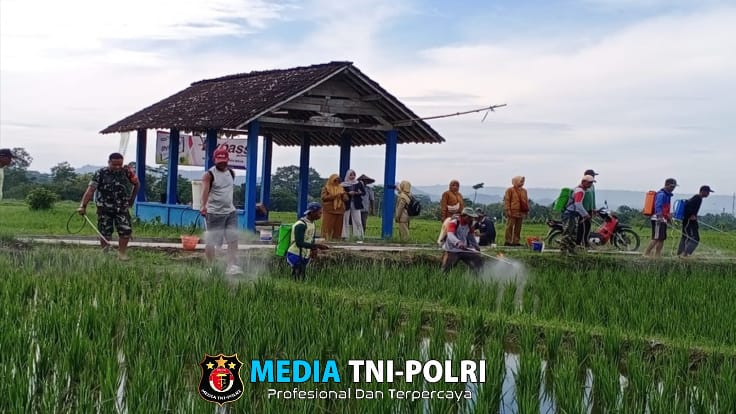 Cegah Serangan Hama, Babinsa Tangkil dan PPL Dampingi Petani Semprot Serentak Tanaman Padi