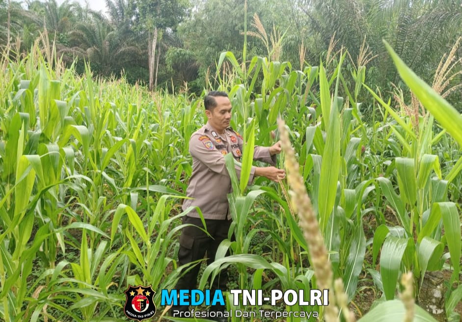 Polsubsektor Jelimpo Lakukan Perawatan Tumbuh Kembang Tanaman Jagung