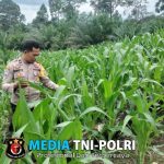 Bhabinkamtibmas Cek Progres Perkembangan Tanaman Jagung Hibrida