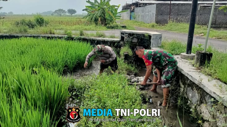 Babinsa Sawit Bantu Petani Desa Tegalrejo Rawat Padi