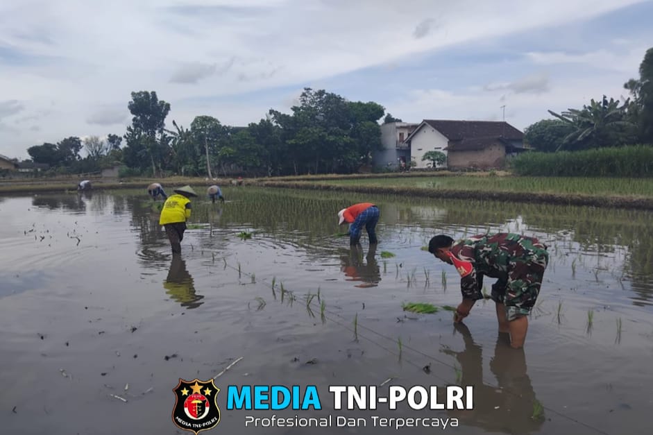 Percepat Masa Tanam, Babinsa Dawuhan Dampingi Petani Tanam Padi
