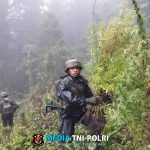 TNI Berhasil Temukan Dan Bongkar Lahan Ganja di Pedalaman Papua