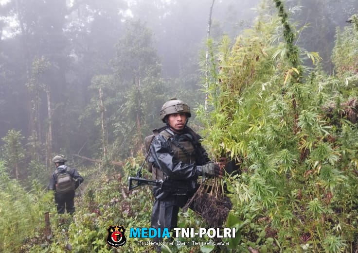 TNI Berhasil Temukan Dan Bongkar Lahan Ganja di Pedalaman Papua