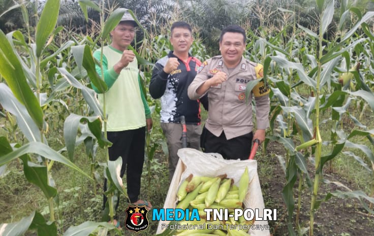Bhabinkamtibmas Polsek Ngabang Menghadiri Kegiatan Panen Perdana Jagung Manis Jenis Paragon di Pekarangan Mandiri