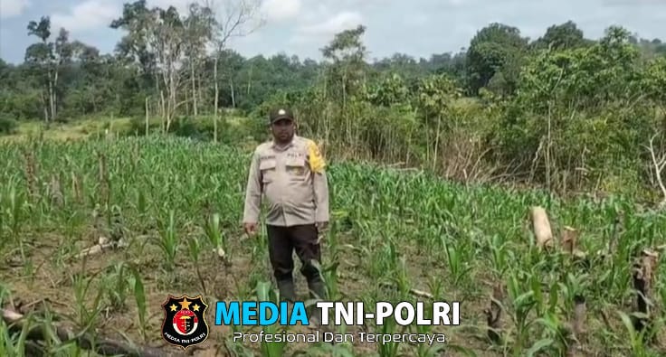 Bhabinkamtibmas Desa Meranti Cek Progres Perkembangan Tanaman Jagung Hibrida