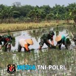 Babinsa dan Poktan Bersinergi, Sukseskan Program Tanam Padi