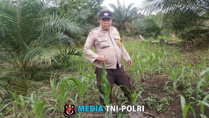 Bhabinkamtibmas dan Poktan Lelamok Raya Cek Progres Tanaman Jagung di Sebangki