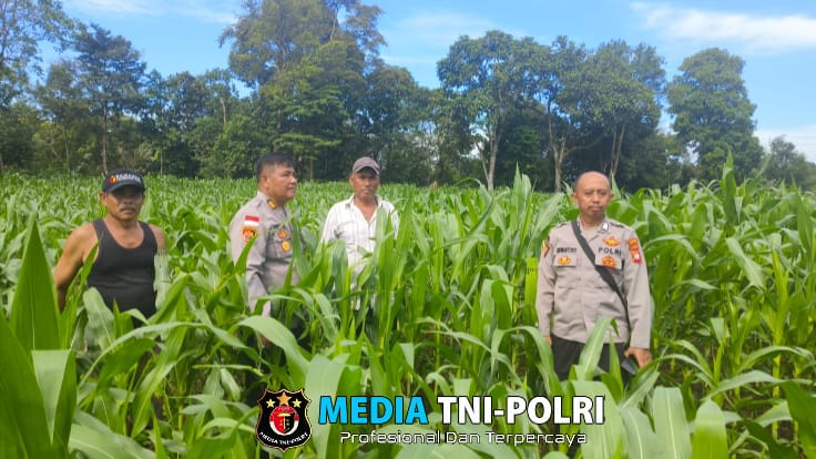 Pamatwil Laksanakan pengecekan Progres Penanaman Jagung milik kelompok Tani Nyimpuk Tunang