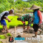 Babinsa Desa Penataran Dampingi Petani Tanam Padi di Dusun Sumberkecek