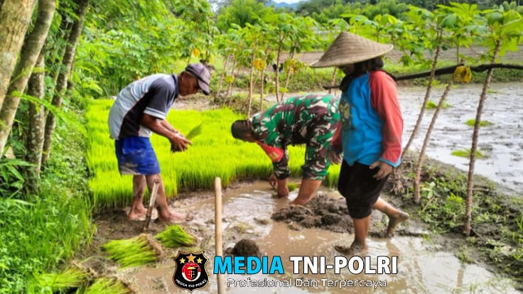 Babinsa Desa Penataran Dampingi Petani Tanam Padi di Dusun Sumberkecek