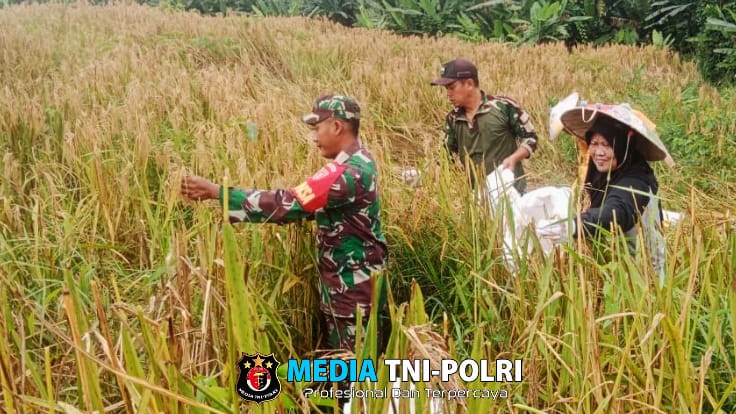 Babinsa Koramil Tabang Komitmen Dukung Terwujudnya Swasembada Pangan Lokal