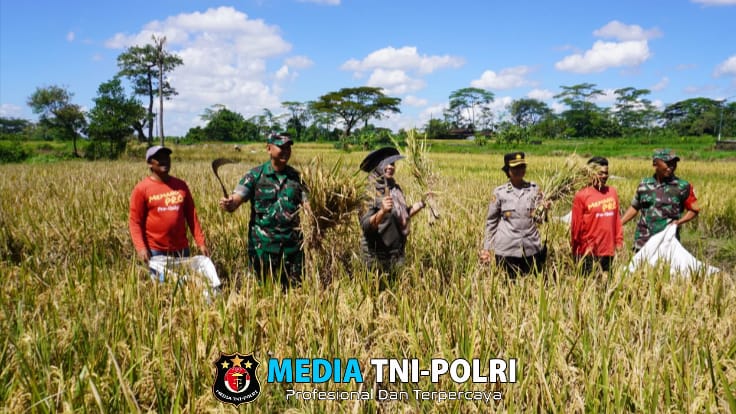 Dandim Boyolali Hadiri Vidcon Bersama Presiden RI dan Juga Panen di Desa Nepen Teras