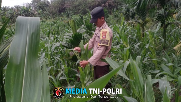 Polsek Mandor Cek Progres Tanaman Jagung di Lahan Pribadi Milik Seprianus Bonny