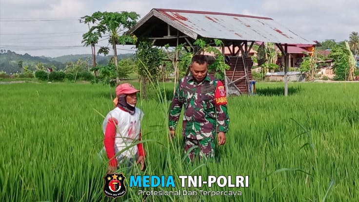 Wujudkan Ketahanan Pangan, Babinsa Loh Sumber Lakukan Pendampingan