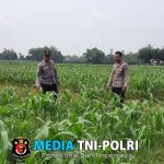 Polsek Patianrowo Dukung Ketahanan Pangan Lewat Pemantauan Lahan Jagung